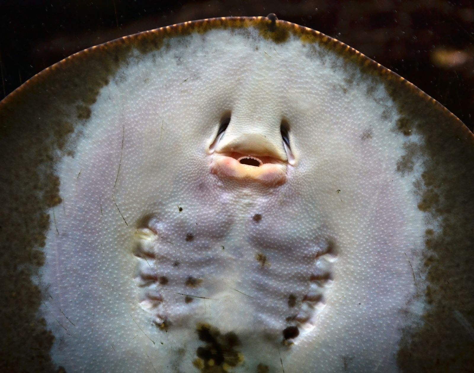 Stingray / Pari Air Tawar — Foto 2
