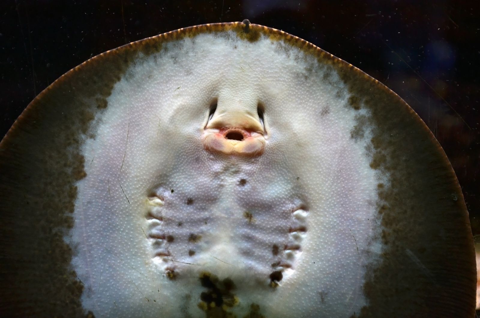 Stingray / Pari Air Tawar — Foto 3