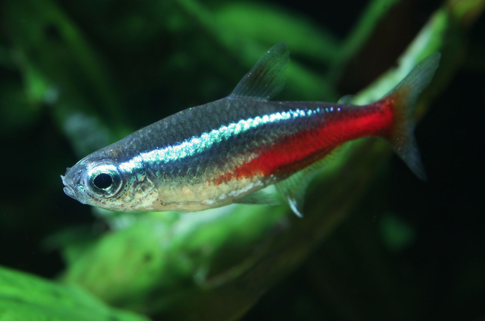 Tetra