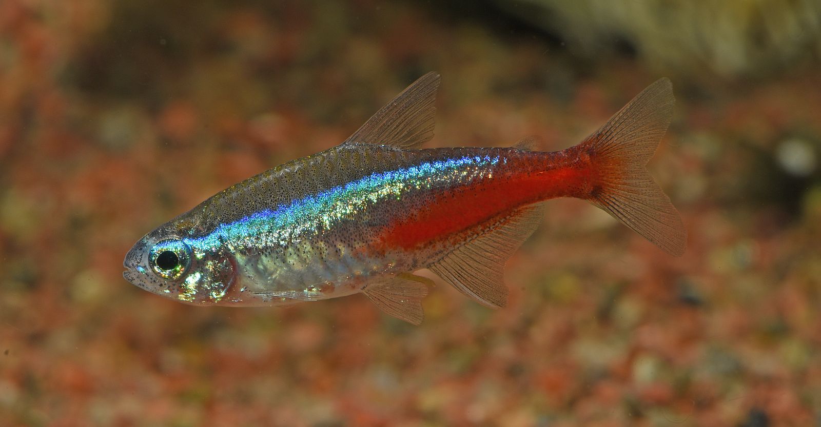 Neon Tetra — Foto 2