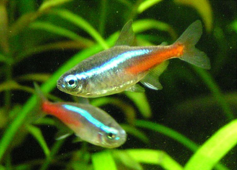 Neon Tetra — Foto 3