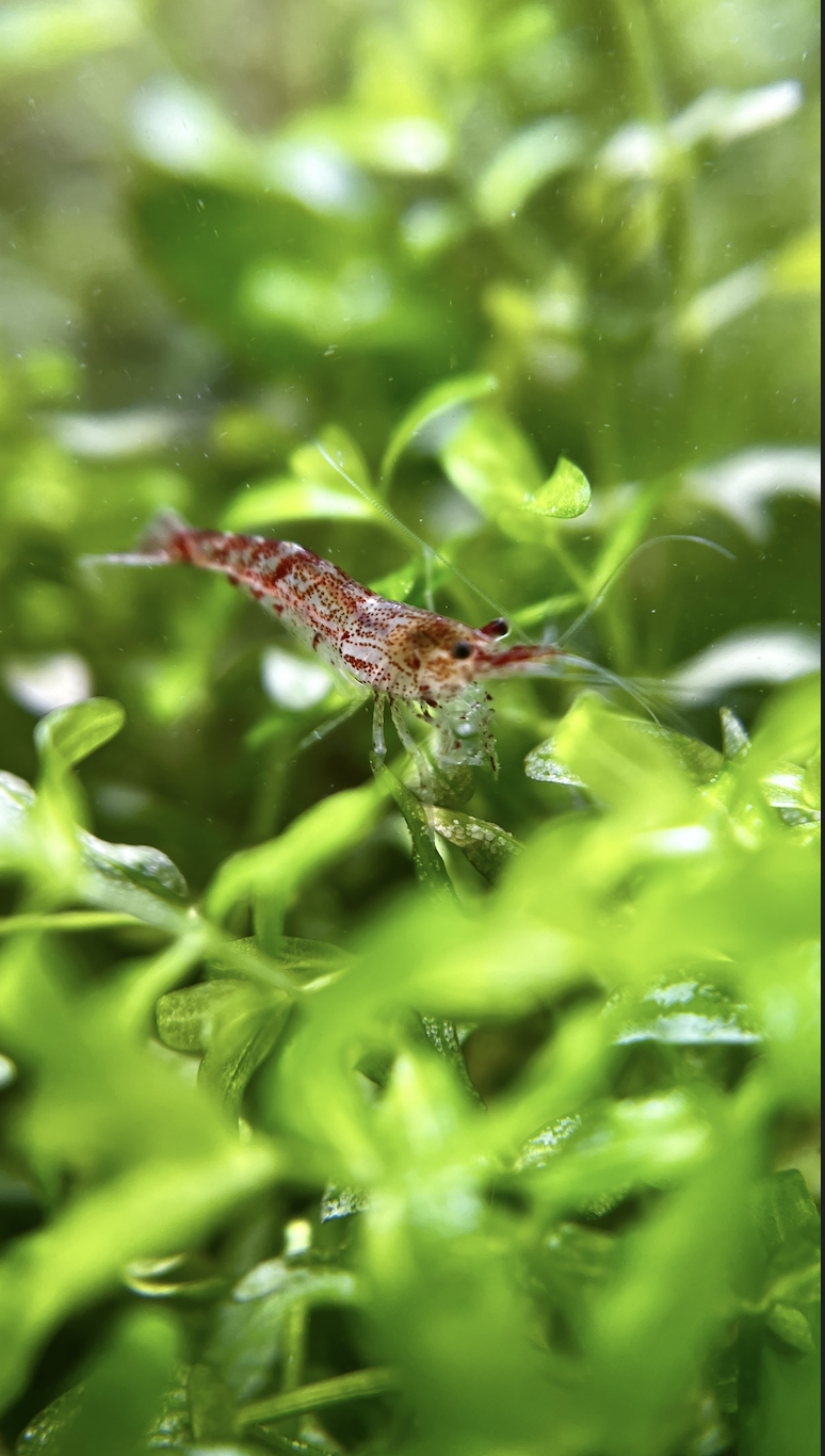 Udang Hias — Foto 2