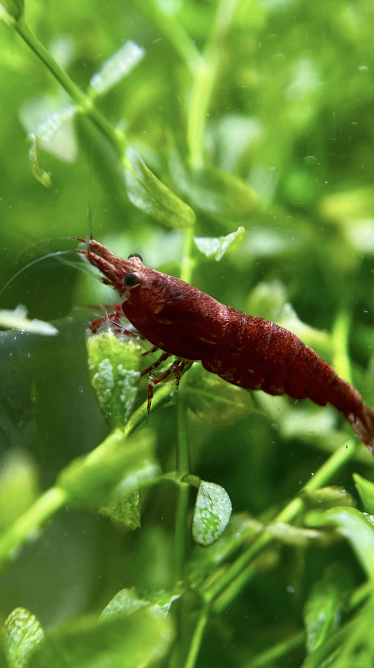 Udang Hias — Foto 3