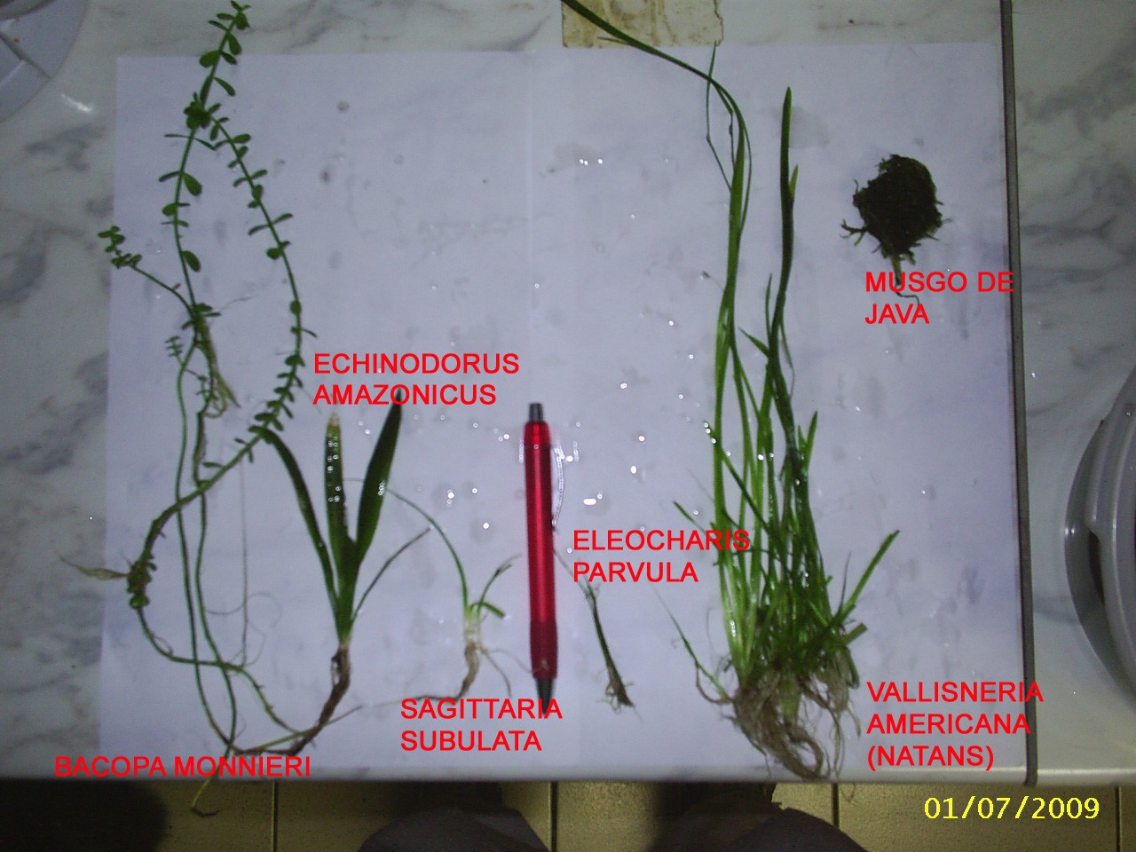 Tropica Vesicularia dubyana Java Moss TC