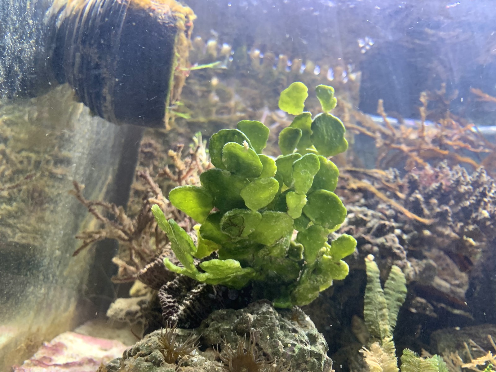 Tropica Cryptocoryne wendtii Green TC