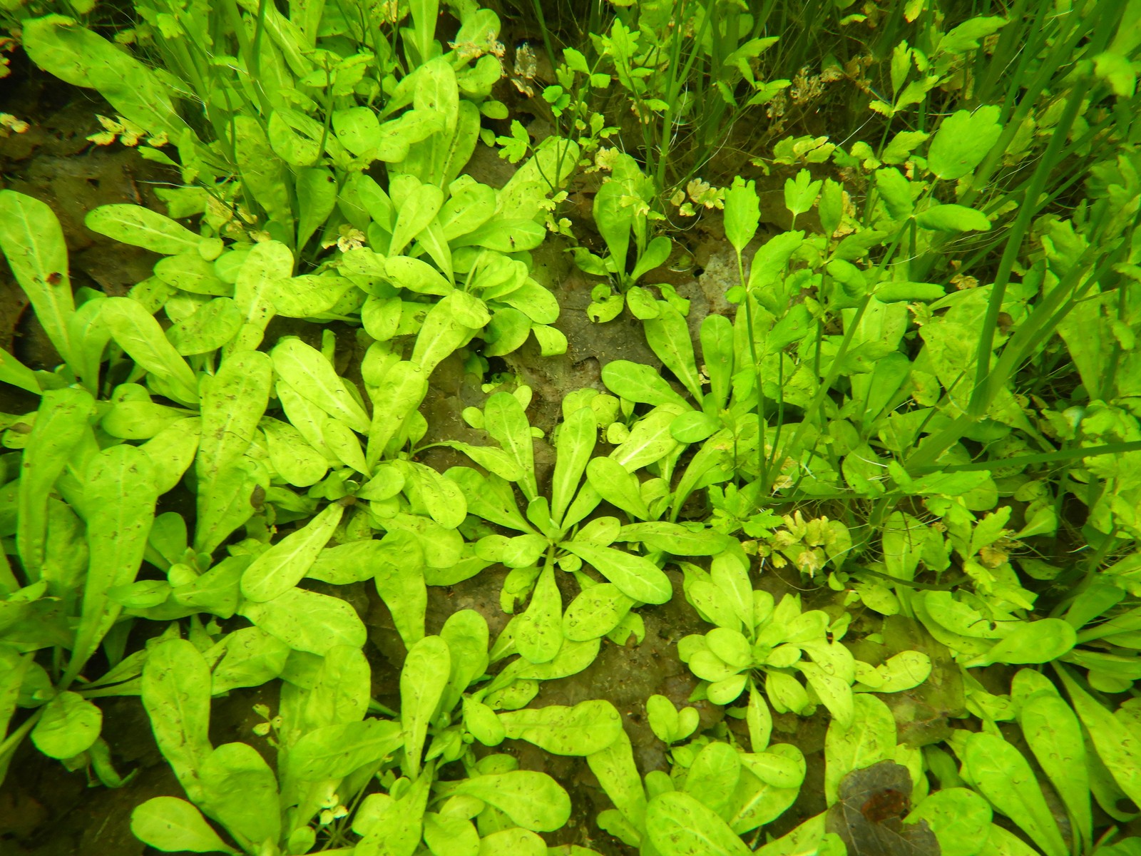 Local Cryptocoryne balansae foto 2